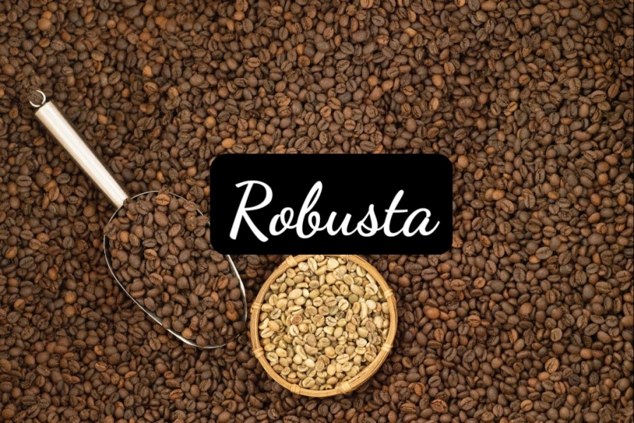Khám phá vị ngon tuyệt vời từ những hạt cà phê Robusta, Arabica, Culi... của Xưởng Rang Cici Coffee!