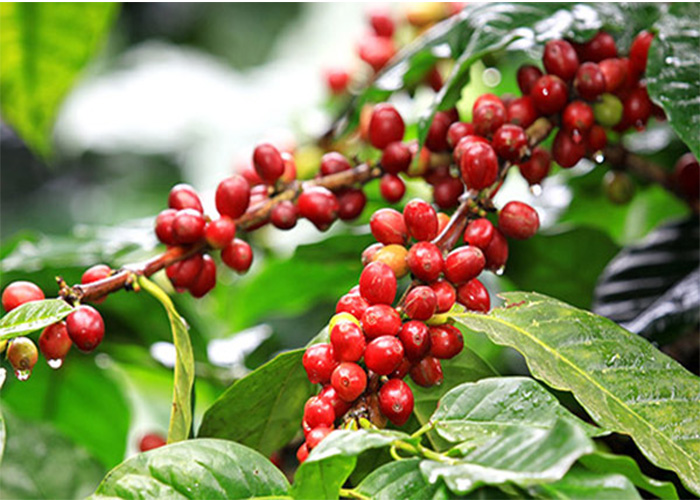 Mua hạt nhân xanh Robusta S18 chất lượng ở đâu?