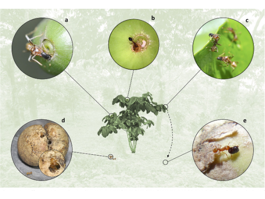 Cà phê kiến độc đáo và quý hiếm hơn cả cà phê chồn