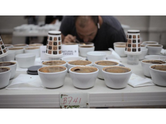 Có gì trong ly cà phê vàng đen Elida Geisha?