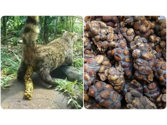 Quy trình sản xuất cà phê chồn truyền thống diễn ra như thế nào?