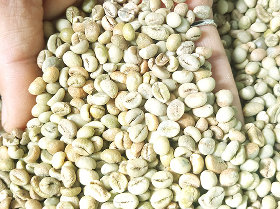 Mua cafe hạt chưa rang ở đâu ngon?