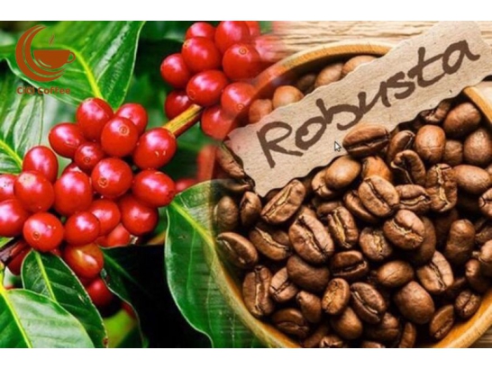 Cà Phê Robusta