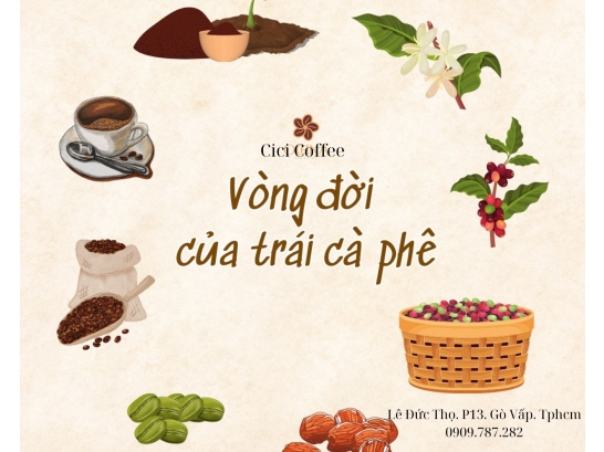 Bạn có từ đặt câu hỏi về vòng đời của cà phê?