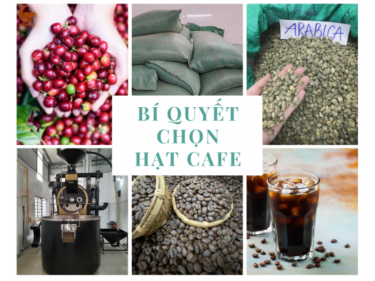 BÍ QUYẾT CHỌN HẠT CÀ PHÊ CHẤT LƯỢNG