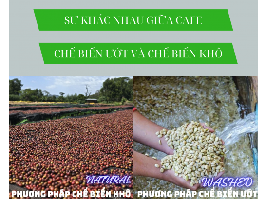 SỰ KHÁC NHAU GIỮA CÀ PHÊ CHẾ BIẾN KHÔ VÀ CHẾ BIẾN ƯỚT.