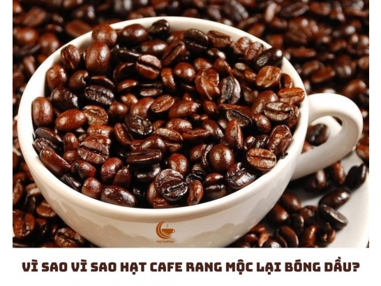 VÌ SAO HẠT CÀ PHÊ RANG MỘC LẠI BÓNG DẦU?