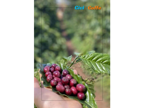 ĐỂ TUYỂN CHỌN ĐƯỢC HẠT CÀ PHÊ CHÍN 100%